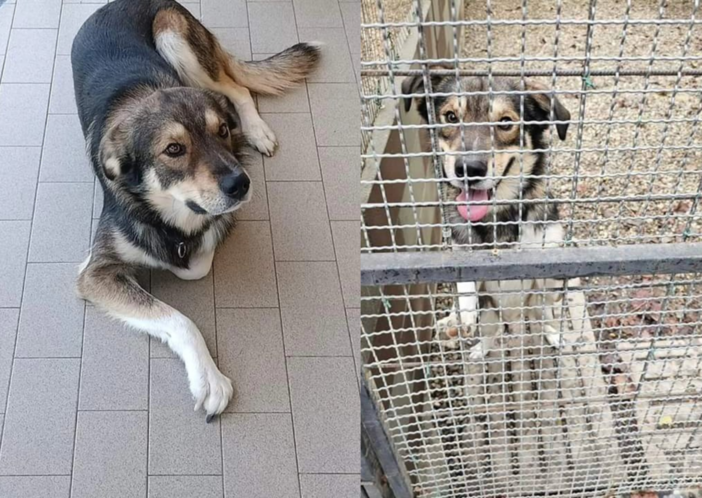 Chiuso in un box dopo un anno in famiglia! aiutiamo Willy a trovare casa, si dispera e non mangia