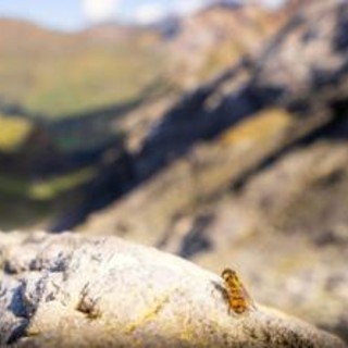 Scoperta l''autostrada' degli insetti: 17 milioni di mosche, vespe, farfalle e libellule attraverso i Pirenei