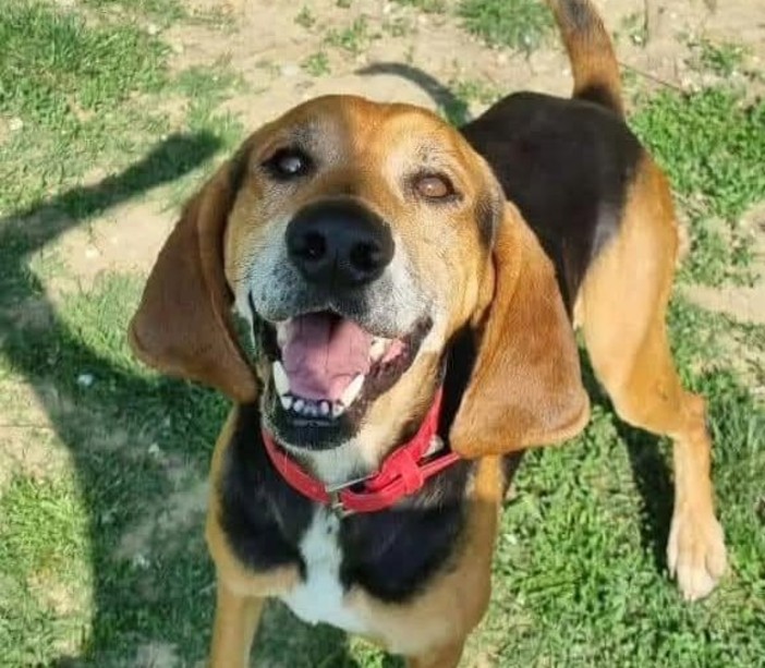 Willy è in cerca di casa, avete voglia di conoscerlo? FOTO