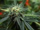 Usa, governatore Maryland concede grazia a 175mila condannati per marijuana