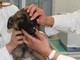 A Roma nascerà il primo ospedale veterinario pubblico d'Italia