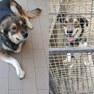 Chiuso in un box dopo un anno in famiglia! aiutiamo Willy a trovare casa, si dispera e non mangia