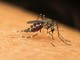 Dalla Dengue alla West Nile, in Europa crescono le infezioni veicolate dalle zanzare